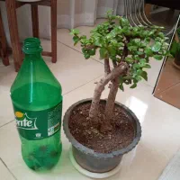 گل طبیعی دیفن.یوکا.بنسای