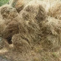 علف علباغی