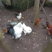 مرغ خروس امپراطور|حیوانات مزرعه|خشکبیجار, |دیوار