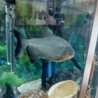 فروش ۳ عدد ماهی گوشت خار