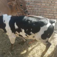 گاو ماده با گوساله|حیوانات مزرعه|دامن, |دیوار