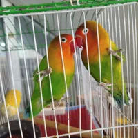 طوطی برزیلی رام و دستی|پرنده|قدس, شهرقدس|دیوار