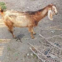 فروش