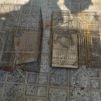 قفس|لوازم جانبی حیوانات|بوشهر, |دیوار