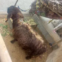 بره پرواری چاق چاق