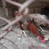 خروس لاری اصل کشیده بلند ویک عدد مرغ درحال کرچ|حیوانات مزرعه|گنبد کاووس, |دیوار