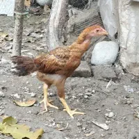 جوجه لاری تاج مهر