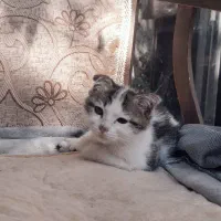 فروش بچه گربه