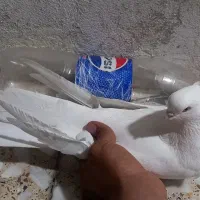 سفید نر جوان چشم نوک سفید