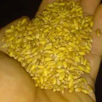 گندم کریم و کوهدشت بوجاری شده