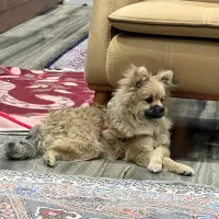 فروش فوری بعلت مهاجرت