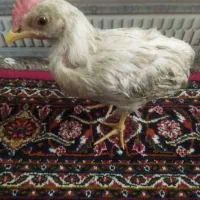 یک عدد جوجه سه ماهه
