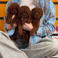 سگ توله توی پودل ۷۲ روز وارداتی|سگ|تهران, سعادت‌آباد|دیوار