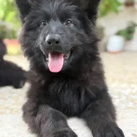 یک جفت ژرمن نر ماده