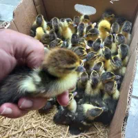 جوجه اردک اسرائیلی ۳ روزه ، ۲ هفته ای، ۲ ماهه