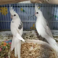 سه عدد جوجه البینو تک کت ودوکت در اشنویه|پرنده|اشنویه, |دیوار