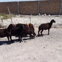بره سیاه قزل