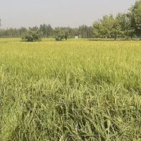 جوانه یونجه