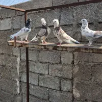 کبوتر پاکستانی|پرنده|میناب, |دیوار