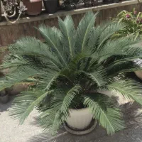 سیکاس
