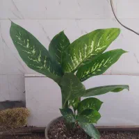 گل و گیاه دیفن باخیا|گل و گیاه طبیعی|اهواز, سیصد دستگاه|دیوار