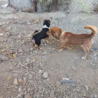 سگ پاکوتا هر دو نر|سگ|موچش, |دیوار