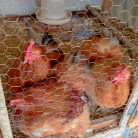 خروس کوشین بالغ (اصل)|حیوانات مزرعه|آمل, |دیوار