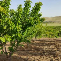 زمین کشاورزی 1900متری در روستای قلیان|فروش زمین و ملک کلنگی|سنندج, |دیوار
