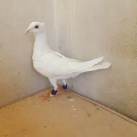 کفترپسفید کاکلی  پشتی  ساده کاکلی سار فری