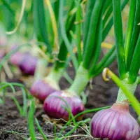 اجاره زمین کشاورزی برای کاشت پیاز