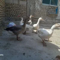 غاز بالغ شده