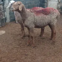 تعداددوعددکاوربفروش میرسد