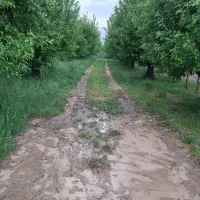 جمع اوری سیب زیردرختی
