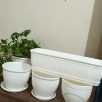 ۵ عدد گلدان نو  جنس پلاستیک سفید براق|گل و گیاه طبیعی|تهران, تهرانسر شرقی|دیوار