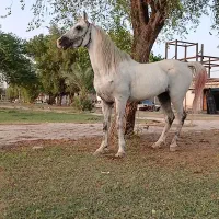 اسپ سواری