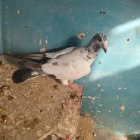 بزک پلاکی نر