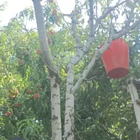 علف یونجه