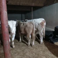 گوساله نر داشتی