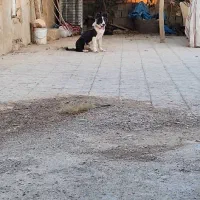 سگ قدریجونی