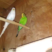 یک جفت مرغ عشق|پرنده|گرگان, |دیوار