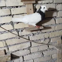 سه عدد پرنده دوری|پرنده|اهواز, آریاشهر|دیوار