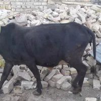 گاوشیرده باگوساله|حیوانات مزرعه|ضیاء آباد, |دیوار