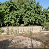 باغ-کهن-به-متراژ-1200-متر-مربع-صالح-آباد-ملارد