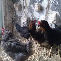 مرغ معاوضه .پرنده قناری سهره