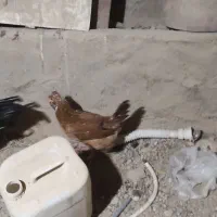 مرغ|حیوانات مزرعه|چنگ الماسی, |دیوار