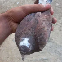 کفتر پرشی سه عدد