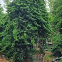 گل و گیاه|گل و گیاه طبیعی|آمل, |دیوار