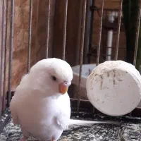 جفت مرغ عشق|پرنده|رشت, فلسطین|دیوار