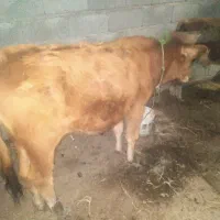 ‌گوساله‌ماده‌سرابی‌|حیوانات مزرعه|تالش, جوکندان|دیوار