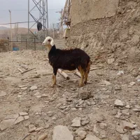 بره قوچ فروشی|حیوانات مزرعه|زند, |دیوار